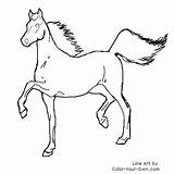 Saddlebred Coloring Horse Pages American Color Index Own sketch template