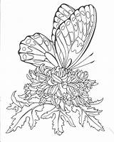 Butterflies Heller Mariposas sketch template