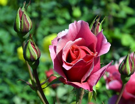 rose buds coronado times