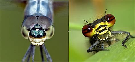 About Dragonflies And Damselflies Top Guns Of The Insect World