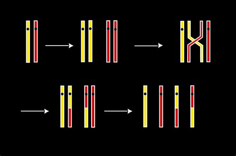 genetic recombination  crossing