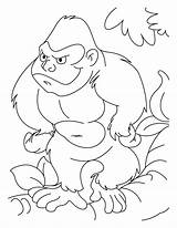 Coloring Ape Pages Results sketch template