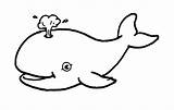 Coloring Whale Color Pages Printable Shark Clipart Template Blue Print Online Cartoon Whales Getcolorings Sheet Clipground sketch template