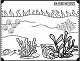 Preschoolplayandlearn Mollusks Whelk Bivalves Snails sketch template