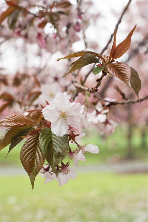 cherry blossoms  flowering trees  grow  home gardenista