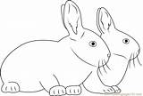 Two Coloring Together Rabbits Rabbit Coloringpages101 Pages sketch template