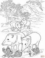 Coloring Pages Javelina Wild Pigs Pig Peccaries Hog Desert Printable Supercoloring Peccary Boar Animal Colouring Animals Color Drawing Adult Sheets sketch template
