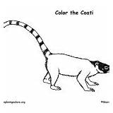 Mammals Coloring Coati South American Category Nature sketch template