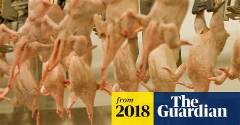 Eu Plan To Reduce Checks On Chickens Will Increase Food Poisoning Risk