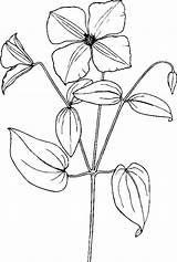 Clematis Clip Clipart Wildflower Flower Drawing Coloring Vector Svg Cliparts Pages Plant Tulip Sampaguita Easy 33kb 800px 61kb Tag Drawings sketch template