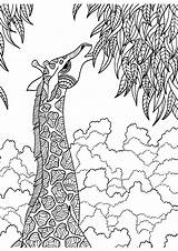 Coloring Pages Giraffe Adult Colouring Au Animal Adults Color Supplies Eckersleys sketch template