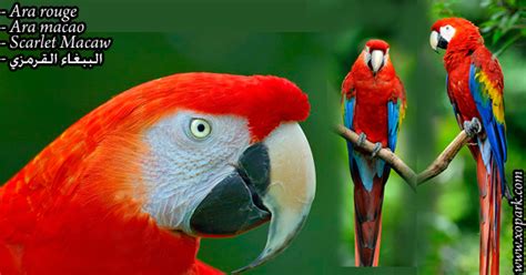 ara rouge ara macao scarlet macaw psittacides psittacida