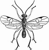 Wasp Parasite sketch template