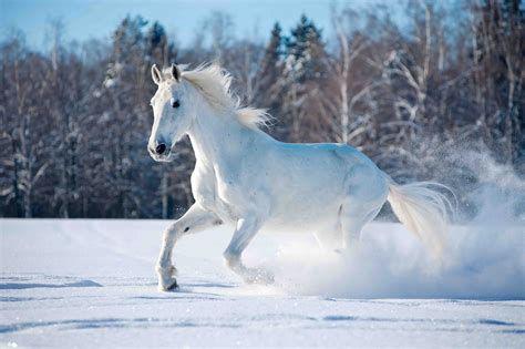 photo white horse animal trees soil   jooinn