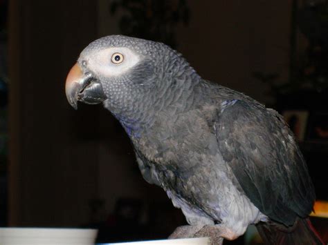 filetimneh african grey parrot side upper bodyjpg wikipedia