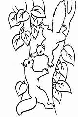Squirrel Climbing Colornimbus sketch template