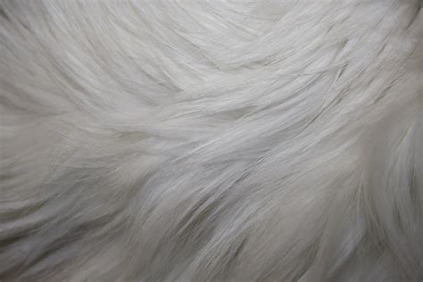 white fur texture picture  photograph  public domain