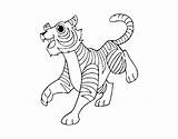 Bengal Tiger Coloring Coloringcrew sketch template