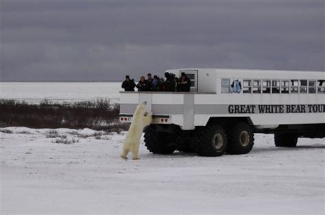 great white bear tours churchill 2019 all you need to know before you go with photos