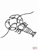 Crawfish Crayfish sketch template