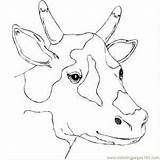 Cow Head Coloring Spotty Pages Printable Getcolorings Visit Getdrawings sketch template
