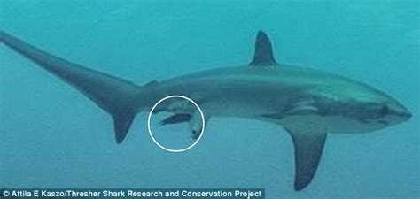 First Ever Image Of Shark Giving Birth In The Wild Captured Daily
