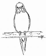Periquitos Budgie Coloring sketch template