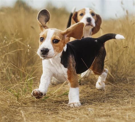 beagle info life expectancy temperament puppies pictures