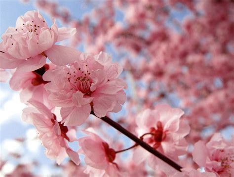 globe encyclopedia cherry blossom
