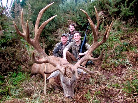red stag  zealand safaris