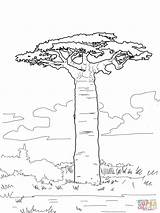 Baobab Coloring Tree Pages Trees Printable African Grandidier Drawing Supercoloring Leaves Colouring Africa Drawings Color Crafts Simple Outline Baobabs Madagascar sketch template