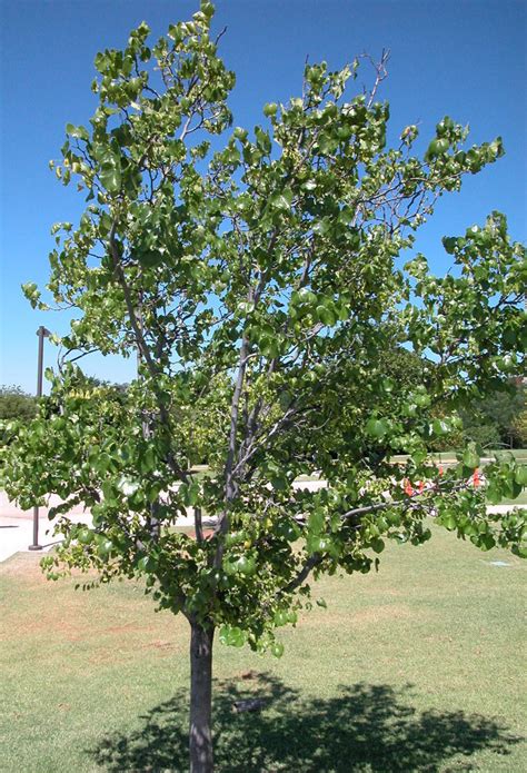 redbud tree pics