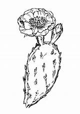 Opuntia Cactus Prickly Pear Drawing Euphorbia Flower Clipart Line Succulent Humifusa Coloring Google Eastern Outline Plant Search Drawings Cacti Flowers sketch template