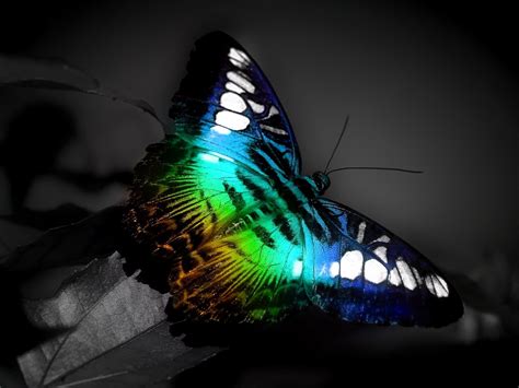 colorful butterfly wallpaper funny wallpaper