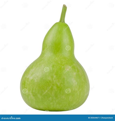 green gourd royalty  stock photography image