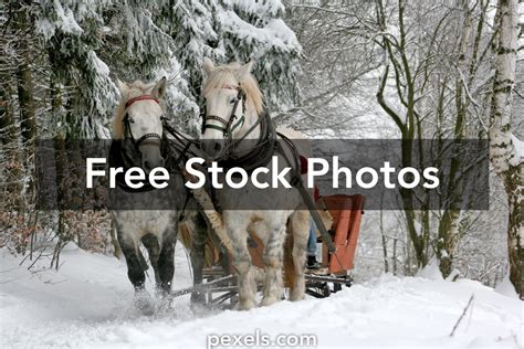 sleigh ride     pexels stock