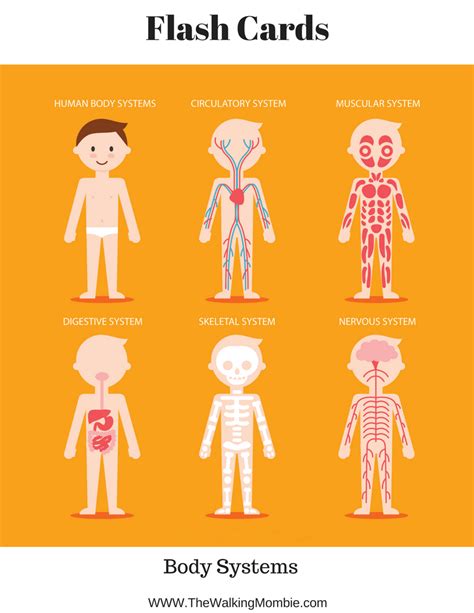 anatomy   human bodies