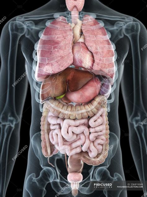 illustration  internal organs  transparent male silhouette biology medicine stock