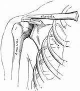 Shoulder Bones Anatomy Arm Clipart Hand Shoulders Clip Coloring Pages Drawings Sketch Body Template Etc Tiff Resolution Usf Edu Medium sketch template