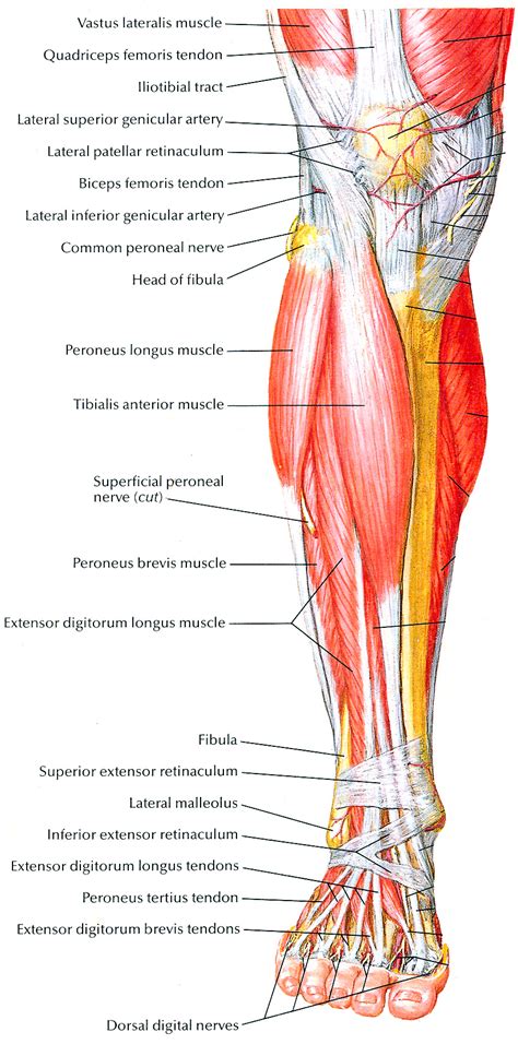 muscles  lift  arches   feet