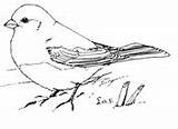 Coloring Junco Eyed Dark Pages Slate Colored Birds Drawing sketch template
