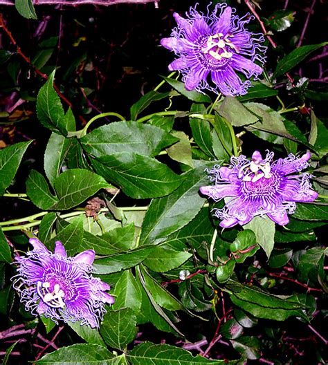 Growing Passion Flower How To Grow Passion Flower In A