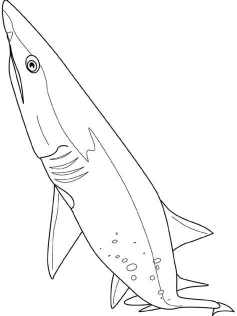 shark coloring pages  coloring kids