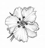 Flower Hawthorn Drawing Crataegus Template Sketch Copyright sketch template