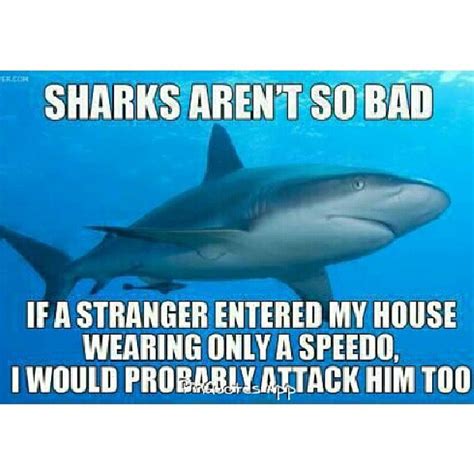 quotes about sharks quotesgram