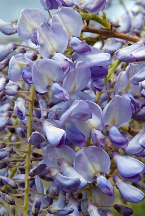find help and information on wisteria sinensis prolific