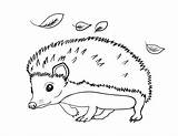 Hedgehog Coloring Pages Printable Sheets Drawing Colouring Kids Print Animal Cartoon Line Summer Color Hedgehogs Animals Cute Baby Coloringcafe Pdf sketch template