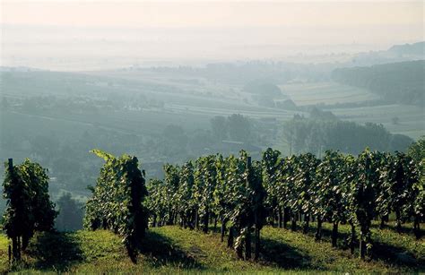 wines  burgenland   alba international truffle fair strada