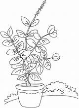 Basil Plant Coloring Drawing Parts Herbs Vase Pages Color Printable Kids Drawings Tulasi Getcolorings Explore Label Getdrawings Paintingvalley Print sketch template
