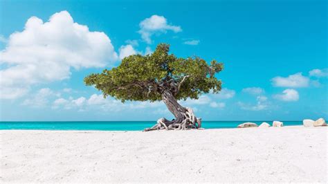 aruba  adapting   return  tourism caribbean journal